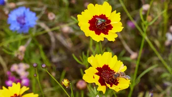 Bee and fly on Golden Tickseed.jpg